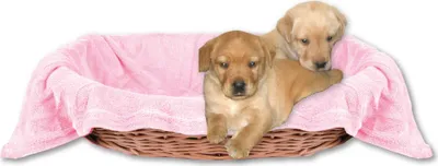 Image de Couverture pour animaux domestiques - couverture douillette pour chiens rose - rose clair 90x140 cm