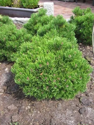 Produktbild von Pinus mugo Picobello - Zwerg-Bergkiefer Picobello 25-30