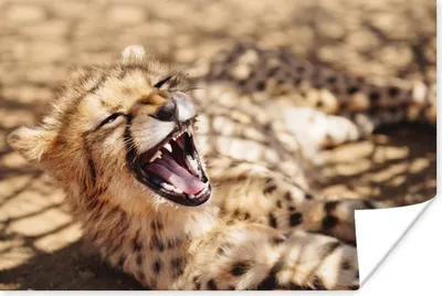 Produktbild von MuchoWow® Poster Gepard - Tier - Nahaufnahme 60x40 cm - Schlafzimmerdekoration