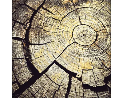 Produktbild von Glasbild Old Wood I GLA2362 20x20 cm