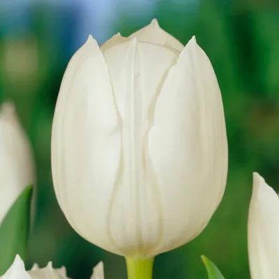 Zdjęcie produktu dla Cebulki tulipanów, odmiana "White Passion", mrozoodporne, wieloletnie - 25 sztuk - Prawdziwe rośliny z Holandii - Cebulki tulipanów do ogrodu, donic i balkonu (duże cebulki, nie nasiona, nie sztuczne)