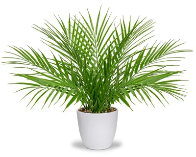 Image de Palmier artificiel dans un pot de 40,6 cm, décoration moderne, plantes artificielles, plantes en plastique pour le salon, le balcon, la chambre, la salle de bains, les pièces, la décoration de table, blanc