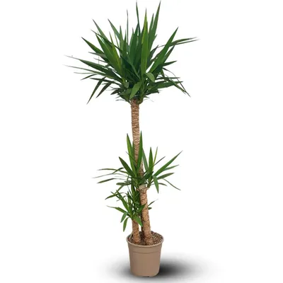 Image de Yucca elephantipes - peu d'entretien - ↕ 170-190 cm - ⌀ 30 cm - plante d'intérieur