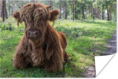 Produktbild von MuchoWow® Poster Schottisches Hochlandrind - Kröte - Tiere 180x120 cm - Fotoplakat