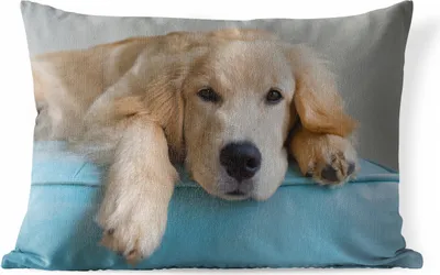 Produktbild von MuchoWow® Outdoor Kissen - Ein liegender Golden Retriever - 50x30 cm - Wetterfest - Lounge Kissen - Sofa kissen - Wohnzimmer Dekoration