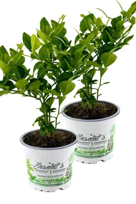 Produktbild von Enseleits 2er Set Kaffir Limette - Kaffernlimette