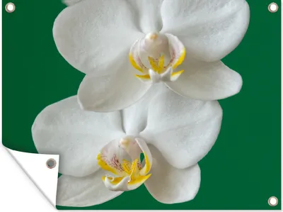 Produktbild von MuchoWow® 40x30 cm Outdoor-Poster Gartendeko Sichtschutz Garten Poster für den Garten  Orchidee mit grünem Hintergrund