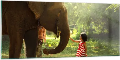 Produktbild von Bilder auf glas - Elefant Tier - 120x50cm - Glasbilder - Wandbilder - Kunstdruck - zum Aufhängen bereit - Wanddekoration aus Glas - Glas Bilder - Wandbild auf Glas - Einteilig - GAB120x50-3884