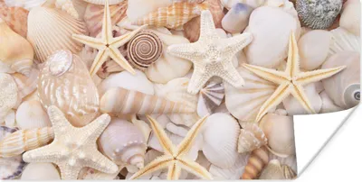 Produktbild von MuchoWow® Poster Seestern - Muscheln - Strand - Sommer 80x40 cm - Wanddeko