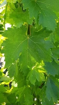Image de Vitis vinifera 'Cardinal' / Vigne 'Cardinal'