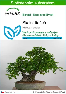 Obrázek produktu pro SAFLAX - skalní třešeň - Prunus mahaleb - 30 Semena - S pěstebním substrátem bez klíčků