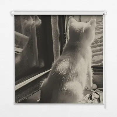 Produktbild von Seitenzug-Rollo Fensterrollo Jalousie - Lichtdurchlässig Springrollos - 90x140 cm - Katzen im Fenster