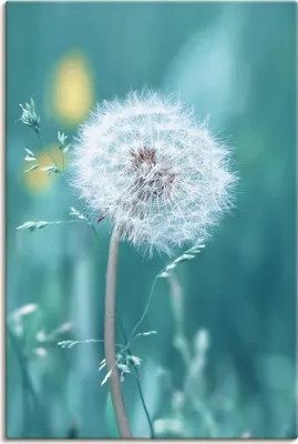 Produktbild von ARTland Leinwandbild Pusteblume Größe: 80x120 cm
