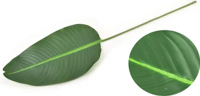 Obrázek produktu pro Umělý list z plastu Viridis, rozměry 100 x 2,5 cm, zelený, 1 kus