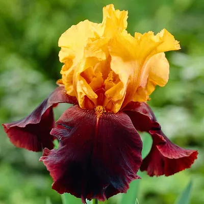 Produktbild von Iris Rhizom Staude Iris Germanica Deutsche Schwertlilie Supreme Sultan 1 St.