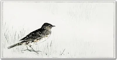 Produktbild von Coloray Bild aus Acryl 100 cm x 50 cm - Gehärtetes Acryl Acrylblock mit Bild Wohnzimmer Küche Dekoration Wanddekoration - Tier Vogel