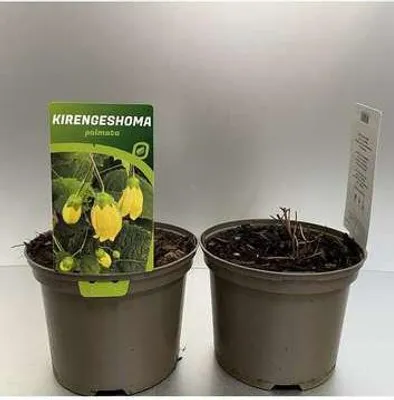 Produktbild von 6 x  Kirengeshoma palmata - Japanische Wachsglocke - Topf 9 x 9 cm