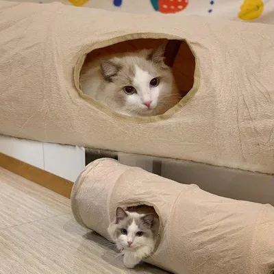 Produktbild von Faltbarer Katzentunnel, Plüsch-Spieltunnel für Katzen, Welpen, Kaninchen und kleine Hunde mit Spielball – ideal für den Innenbereich, zum Spielen