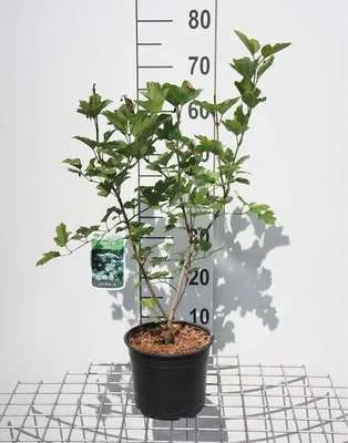 Produktbild von Viburnum opulus - Schneeball 60- 80 cm - Container
