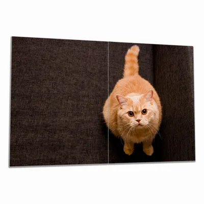 Produktbild von Wallario Herdabdeckplatte aus Glas, Größe 80 x 52 cm 2-teilig, Motiv Rote Katze mit Blick nach oben