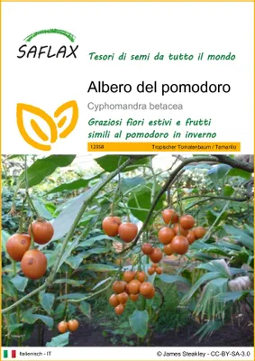 Immagine prodotto di SAFLAX  - Albero del pomodoro - 50 semi - Cyphomandra