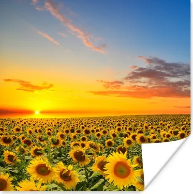 Produktbild von MuchoWow® Poster Blumen - Sonnenblume - Sonnenuntergang - Nacht - Orange 50x50 cm - Wohnzimmerdekoration