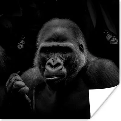 Produktbild von MuchoWow® Poster Schmetterlinge - Affe - Dschungel - Schwarz - Weiß 75x75 cm - Wand Dekoration