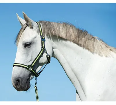Productafbeelding van Covalliero Halster Hippo Antra/Lemon Shetland