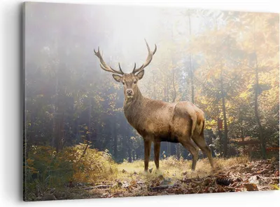 Produktbild von Bild auf Leinwand - Leinwandbild - Einteilig - Licht Hirsch Wald - 120x80cm - Wand Bild - Wanddeko - Wandbilder - Leinwanddruck - Bilder - Wanddekoration - Leinwand bilder - Wandbild - AA120x80-4452