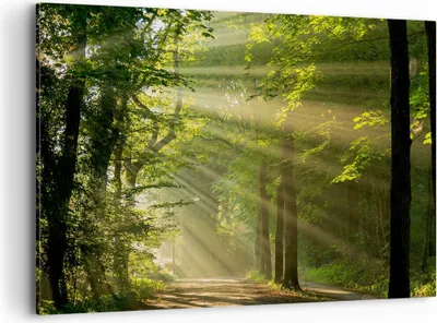Produktbild von Bild auf Leinwand - Leinwandbild - Wald Baum Natur - 100x70cm - Wand Bild - Wanddeko - Wandbilder - Leinwanddruck - Bilder - Kunstdruck - Wanddekoration - Leinwand bilder - Wandkunst - AA100x70-3661