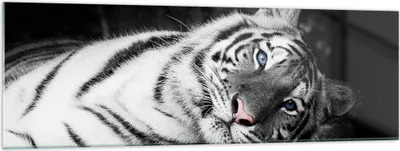 Produktbild von Bilder auf glas - Einteilig - Weiß Tiger Schwarz und Weiß - 160x50cm - Glasbilder - Wandbilder - Bilder - Wanddekoration aus Glas - Glas Bilder - Wandbild auf Glas - GAB160x50-4247