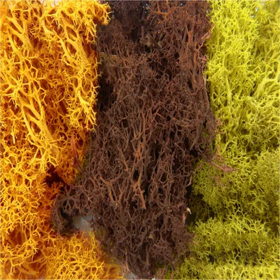 Produktbild von Green Stuff World - Islandmoos - Mix 3 - Gelb & Braun