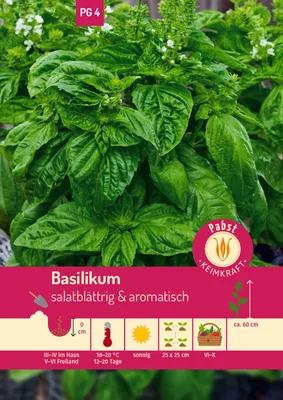 Artikelbild 1 von 'Basilikum Salatblättriges' aus der Kategorie Basilikumsamen