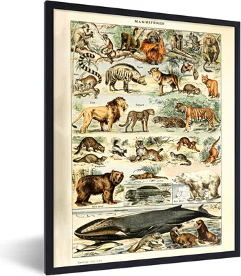 Produktbild von MuchoWow® Gerahmtes Poster Tiere - Vintage - Adolphe Millot - Tiger - Löwe 30x40 cm - Poster mit Schwarzem Bilderrahmen Wandposter Rahmen Foto Bilder - Wanddeko - Kunstdrucke