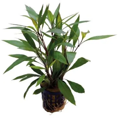 Productafbeelding van Aquafleur Hygrophila Corymbosa Thailand in 5 cm pot