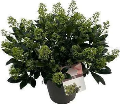 Immagine prodotto di Skimmia jap. 'Finchy'® - Japanische Skimmie Finchy 40- + cm - Contenitore