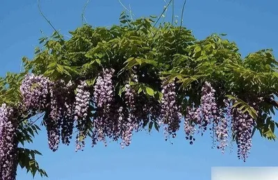 Produktbild von Wisteria floribunda violacea plena  (125-150 cm) Blauregen