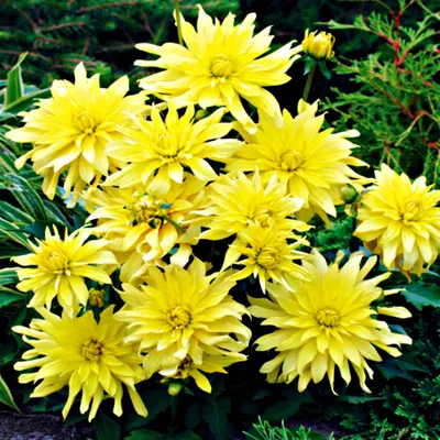 Obrázok produktu pre Kaktus Dahlia Munchen 1 kus Sadenice Dahlia Sadenice Dahlia Veľké hľuzy