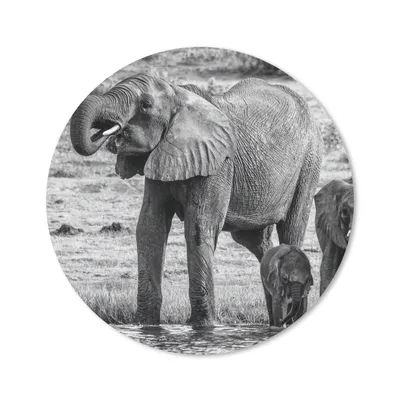 Produktbild von MuchoWow® Mauspad Mousepad Elefant - Wasser - Tiere - Schwarz - Weiß 40x40 cm - Mousepads - Maus Mat - Pad - Mausunterlage - Schreibtisch Accessoires