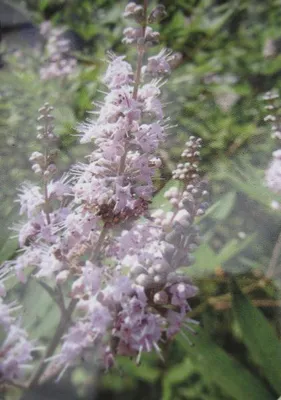Produktbild von Mönchspfeffer Pink Pinnacle - Vitex agnus-castus - Keuschbaum - 40-60cm