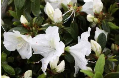 Image de Azalea japonica Weib - Azalée du Japon 50 - 60 cm - conteneur