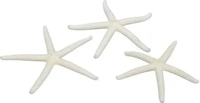 Produktbild von Seestern, natur, ca. 7-10 cm, 16 Stk.