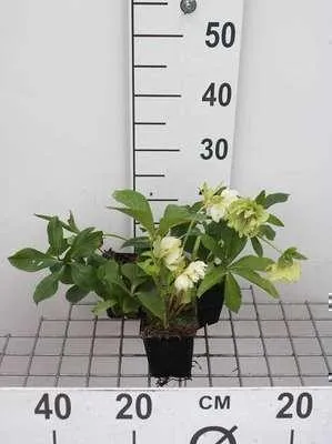 Zdjęcie produktu dla 6 x Helleborus or. 'Double Ellen White' - Róża soczewicowata - doniczka 9 x 9 cm