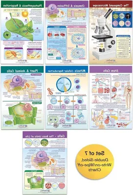 Produktbild von Famanu Diagrammset Zellen - 7 Grafiken für Biologieunterricht