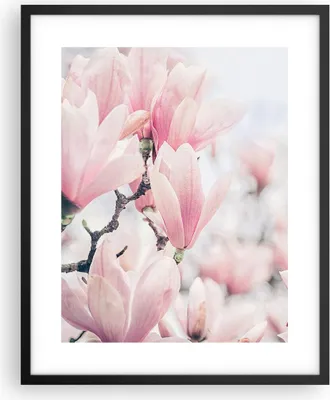 Produktbild von Gerahmtes Poster - Schwarzer Rahmen - Magnolie Blumen Rosa - 40x50 cm - Wand Bild - Wanddeko - Wandbilder - Kunstposter - Wandposter - Bilderrahmen - Bilder - Kunstdruck - P2BPA40x50-4396