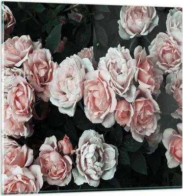 Produktbild von Bilder auf glas - Einteilig - Rosen Blumen Blätter - 50x50cm - Glasbilder - Wandbilder - Bilder - zum Aufhängen bereit - Wanddekoration aus Glas - Glas Bilder - Wandbild auf Glas - GAC50x50-4760