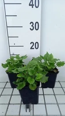 Produktbild von 6 x  Doronicum or. 'Little Leo' - Doronicum - Topf 9 x 9 cm