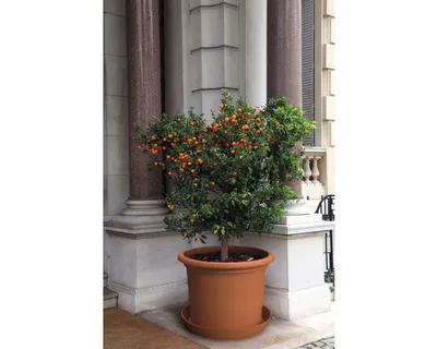 Immagine prodotto di Vaso di plastica Campanula Ø 70 cm terracotta