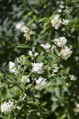 Produktbild von Ligustrum ovalifolium, Ovalblättriger Liguster, 30–50 cm