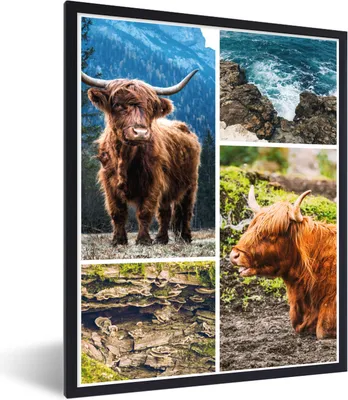 Produktbild von MuchoWow® Gerahmtes Poster Schottischer Highlander - Tiere - Collage 30x40 cm - Poster mit Schwarzem Bilderrahmen Wandposter Rahmen Foto Bilder - Wanddeko - Kunstdrucke